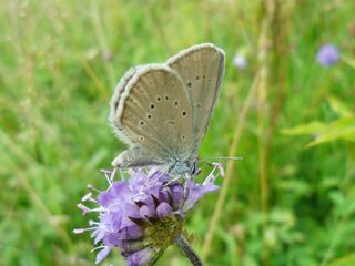 Goed maaien van levensbelang voor dieren: volg deze cursus