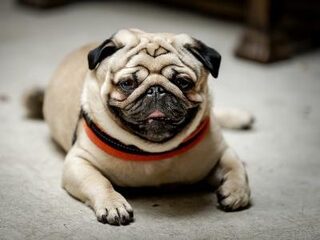 Honden en katten in huis: hoe hou je ze in toom?