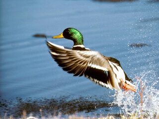 Vissen kunnen migreren via vogels