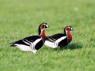 Vogelspot geluk door een zeldzame roodhalsgans
