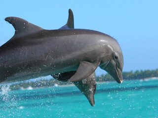 Dolfijnen verlagen doelbewust hun hartslag voor lange duik