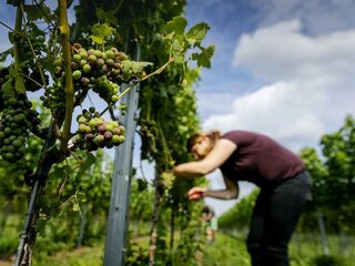 'Nederlandse wijnen kunnen tippen aan de bekende Franse wijnen'
