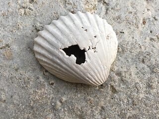 Massale sterfte in nederlandse wateren