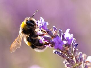 Helpen hommels slechthorenden aan een beter gehoor?
