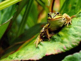 Zezels, lijgers en bastaardkikkers: bijzondere hybride soorten