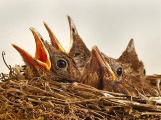 Deze vogel is au pair - op jacht naar de erfenis