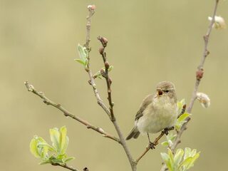 Geluid van vliegtuigen maakt vogels agressief