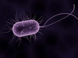 Veelbelovende samenwerking antibiotica en immuunsysteem