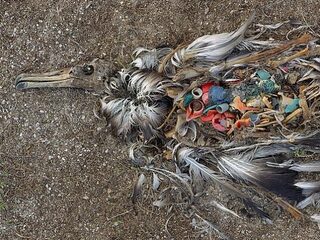 Daling plastics aantoonbaar door onderzoek naar stormvogel