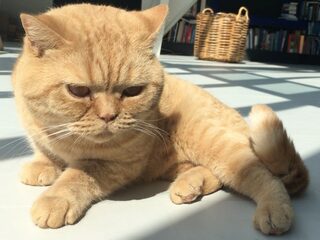 Geef dieren een plek in de Grondwet