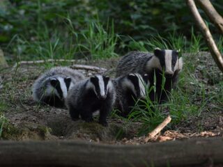 Nieuwe soap kijken? Volg deze twee bijzondere dassenfamilies