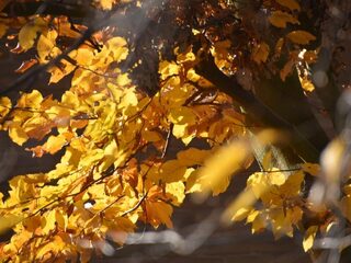 Elke boom verdient bescherming tegen bijlen en kettingzagen!