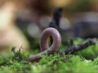 Regenwormen zijn nuttig, intelligent en zeer belangrijk