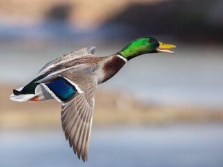 Extra aandacht voor de wilde eend in 2020: 'Broedvogels afgelopen 30 jaar met een derde afgenomen'