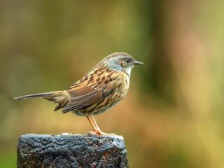 Zangvogel en roofvogel: een moreel dilemma