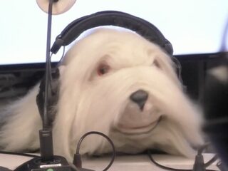 Het is gebeurd: er is een hond geïnterviewd op NPO Radio 1