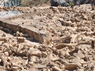 Wetenschappers ontdekken 20.000 jaar oude structuur van mammoetbotten