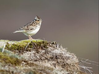 Natuur in tijden van corona: dit is het geluid van het voorjaar