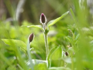 'We hebben buiten nodig om het vol te houden'