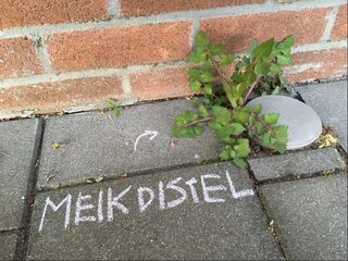 Nieuwe rage: botanisch stoepkrijten