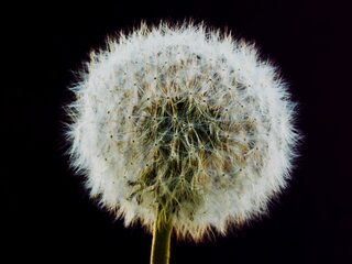 Podcast Virus Verhalen wint de Zilveren Reissmicrofoon 2020