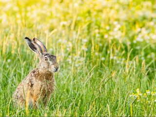 Opvangcentra worden overspoeld met zielige dieren