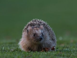Populatie egels in Nederland daalt: zenderen voor onderzoek