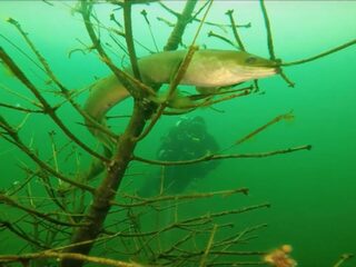 Risico's volksgezondheid: paling vol met gif