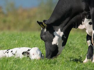 Stikstofuitstoot verminderen door technische maatregelen mogelijk: 'Doel blijft ambitieus'