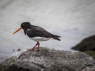 Deze Dag Toen: Waddenzee op werelderfgoedlijst
