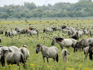 Heeft het zin om diersoorten te herintroduceren in de natuur?