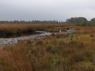 Droogte in natuur vraagt om verandering waterhuishouding