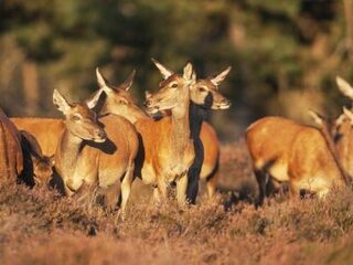 Deze Dag Toen: 'Nieuw' Nationaal Park De Hoge Veluwe