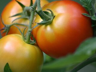 Hoe een plant aan de verdrinkingsdood ontsnapt