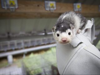 Tweede coronabesmetting door nerts, dierenartsen en fokkers ongerust