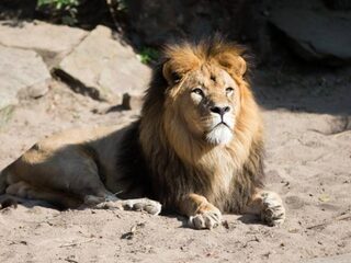 Podcast De Dag: Een lesje in matchmaken met dierentuindieren