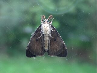 'Insecten en boeren: ze kennen geen maat en zien wel waar het schip strandt"