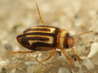Nieuwe waterkeversoort kan tien weken onderwater blijven