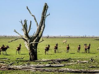 Oostvaardersplassen: begrip voor advies, maar kernvraag blijft onopgelost