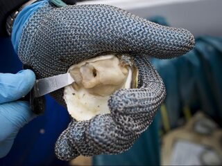 Oester terug in de Noordzee