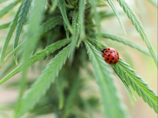 Het groene goud: beleggen in cannabis razend populair