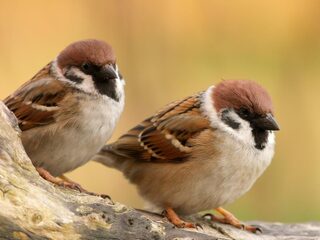 Nationale Tuinvogeltelling: ook jij kan meedoen!