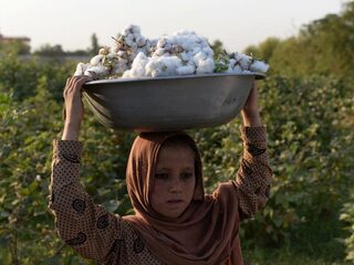 Feit of fictie: voor een kilo katoen, wordt één kilo gif gebruikt