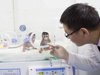 China trots op klonen aap, westerse wetenschappers bezorgd