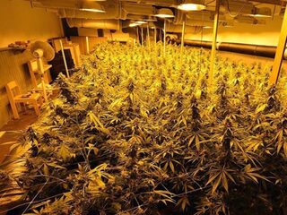 Nederlandse drugsteelt overspoelt België