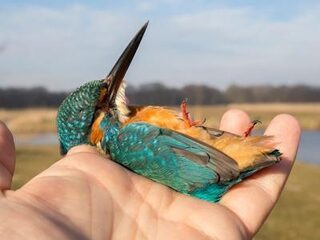 Dramatische afname ijsvogels door strenge winter