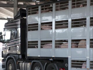 's Nachts slachten bij hitte beter, maar het mag nog niet