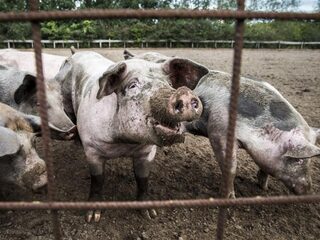 Stand.nl: 'Het kabinet moet de grootste vervuilers in de veehouderij opkopen'