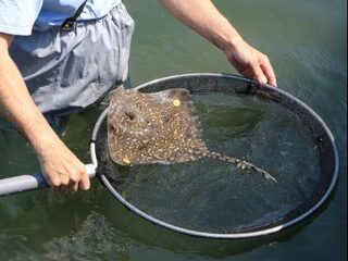 Waarom worden stekelroggen uitgezet in de Oosterschelde?