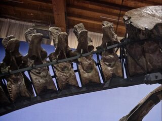 Naturalis wil botten langnek-dinosaurus naar Leiden halen